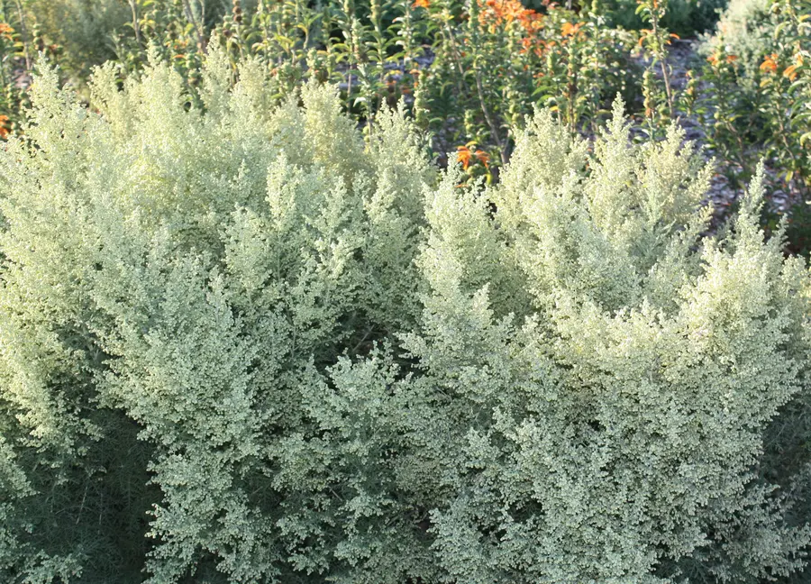 Artemisia afra