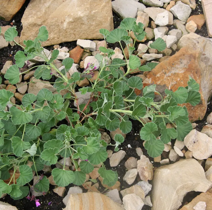 Pelargonium sidoides